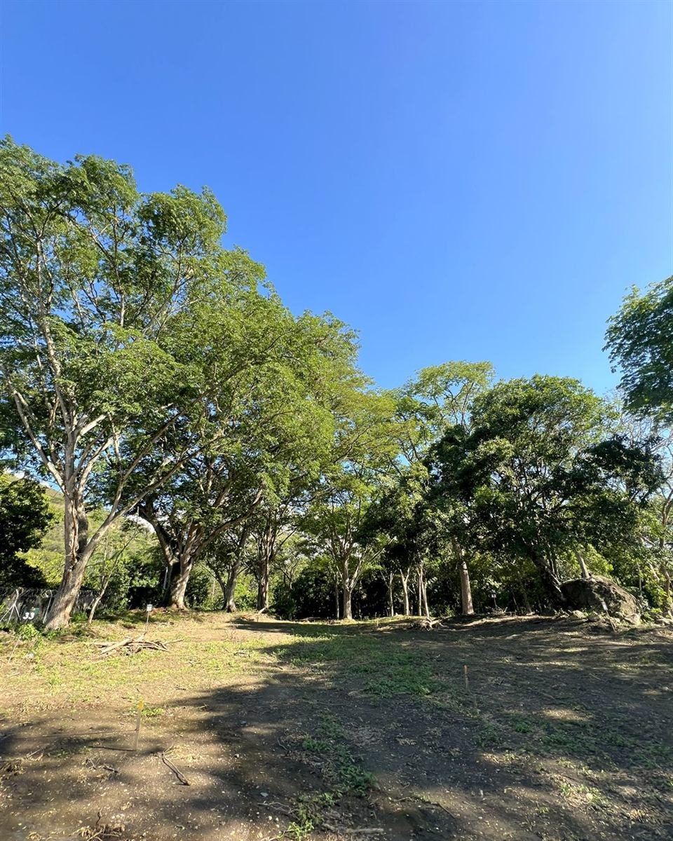 Bosque nativo dentro del proyecto en Selva Nativa, Sopetrán