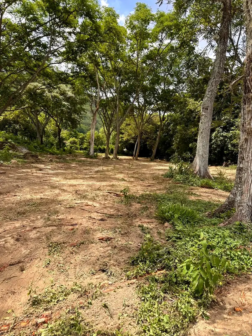 Terreno despejado bajo la arboleda nativa
